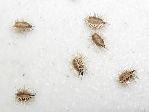 Queen Anne's Lace seeds