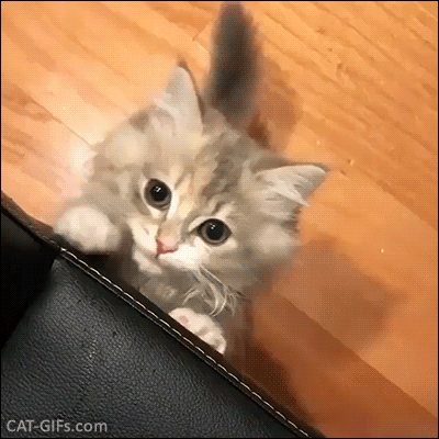 Hungry kitty begging  for food  Cat  GIF Website