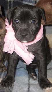 American Pit Bull Terrier puppy photo