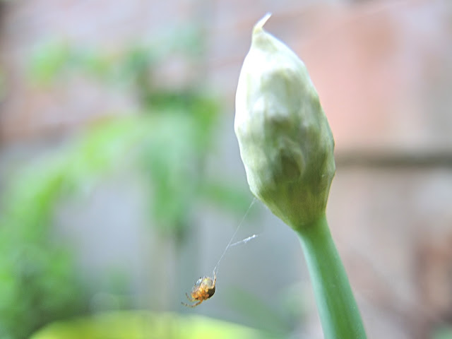 De mooiste foto's uit mijn tuintjes van mei 2015