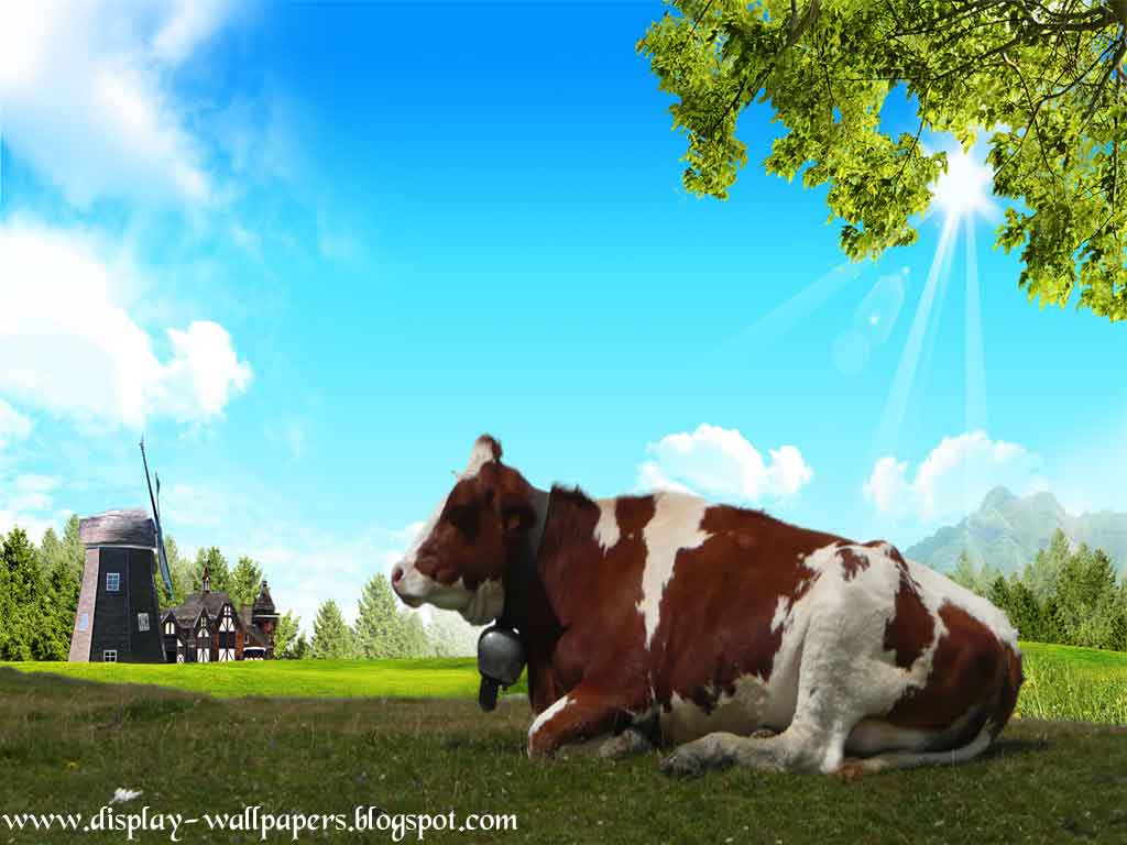 are some Cow Latest Wallpapers 2013 . view these Cow Latest Wallpapers ...