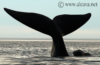 Puerto Piramides - The only Whale Watching port in Argentina