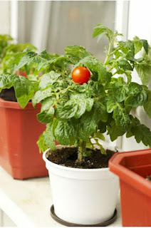 Time and place of tomatoes indoors