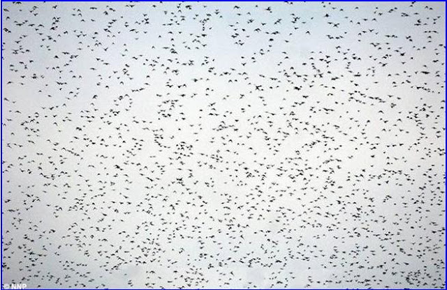 Birds Air Show in Scotland..