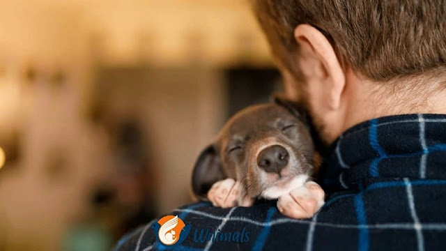 first-time-dog-owner-essentials