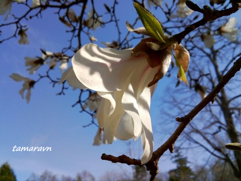 Магнолия кобус (Magnolia kobus)