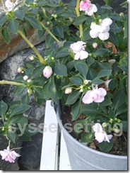 DSCF6019