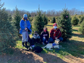 Four people in coats and masks and two Labrador retrievers in service dog harnesses pose in front of pine trees.