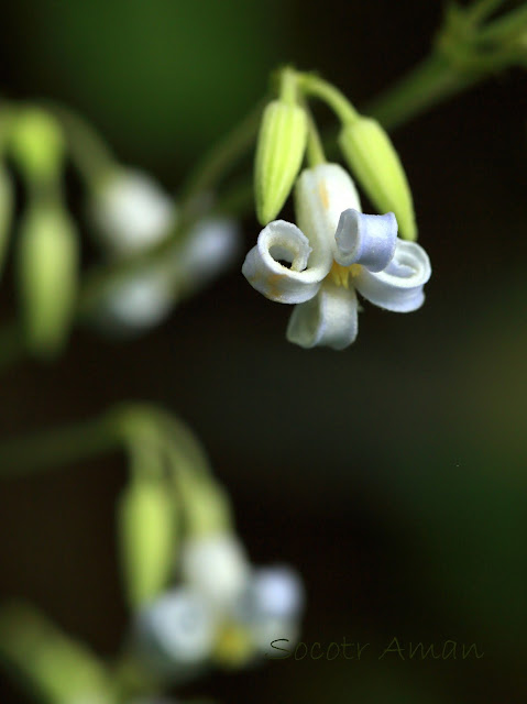 Clematis stans