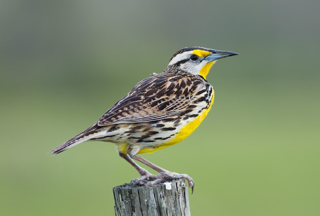 Eastern Meadowlark - Joe Overstreet Road, Florida