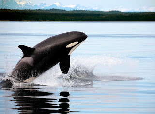 killer whale jumping or breaching