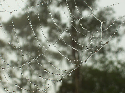 spider web with water droplets hanging off it