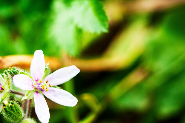 Fotografía macro de flores