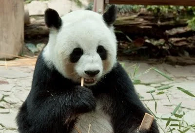 Guest Post: Google's Panda Update Good News for Writers