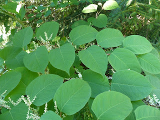 Renouée du Japon - Reynoutria japonica - Fallopia japonica 