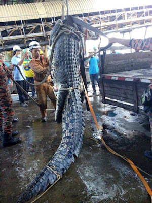 Stunning 20 Feet Crocodile Dies After Fire Fighters Fought  For 10 Hours To Rescue It