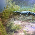 Νεκρός ο "Σήφης" ο κροκόδειλος -  Επιχείρηση για την ανάσυρση του από τη λίμνη του φράγματος