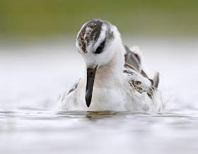 Grey Phalarope