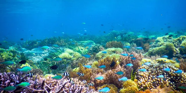 Menjelajahi Spot Snorkeling Terbaik di Pulau Gili