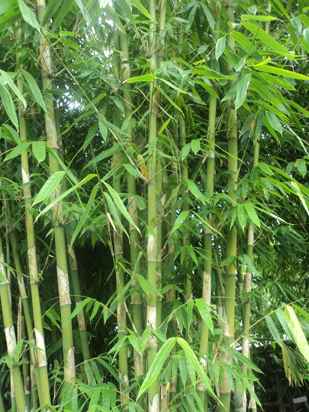dhimZfumi Bambu 