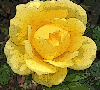 yelrose