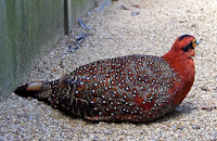 picture of Tragopan blythii