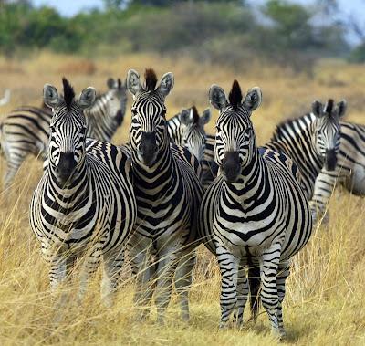 Zebra Botswana