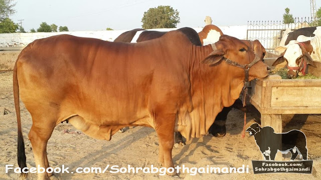 Ali Cattle Farm Cow For Qurbani 2013 For Sale