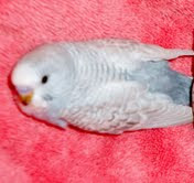 2 month old budgie chick