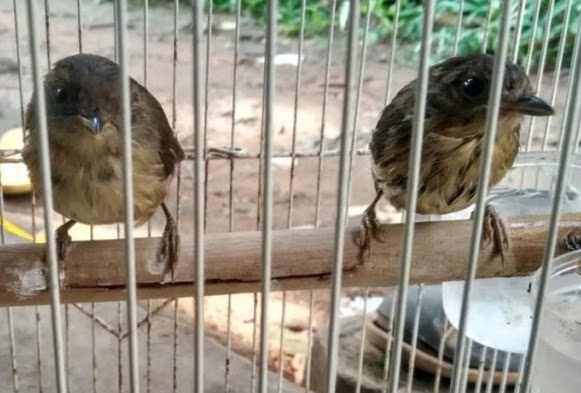 Paling Keren 20+ Gambar Burung Flamboyan Jantan Dan Betina ...