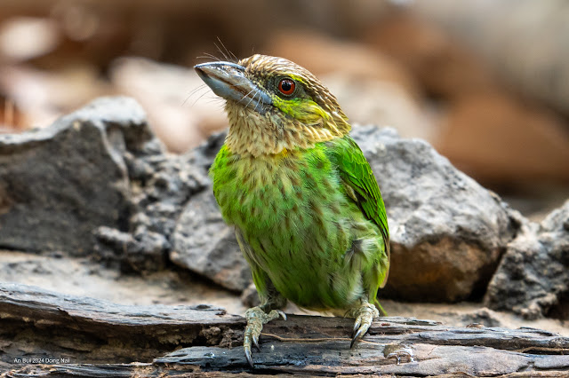 An Bui 2024 Dong Nai - Green Eared Barbet (Thầy chùa đầu xám, Cu rốc đầu xám)