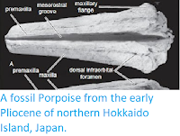 https://sciencythoughts.blogspot.com/2013/09/a-fossil-porpoise-from-early-pliocene.html