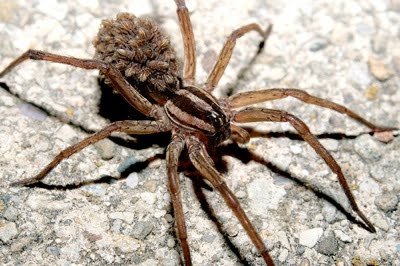 Wolf Spider