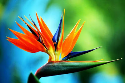 Bunga Tercantik di Dunia-Bird of Paradise-Mirip Seperti Burung