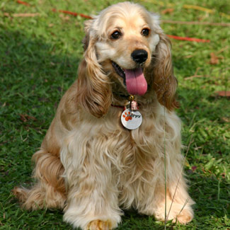 American Cocker Spaniel Medium Sized dog Breeds