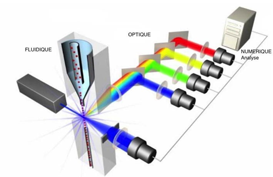 cours de LA CYTOMETRIE EN FLUX