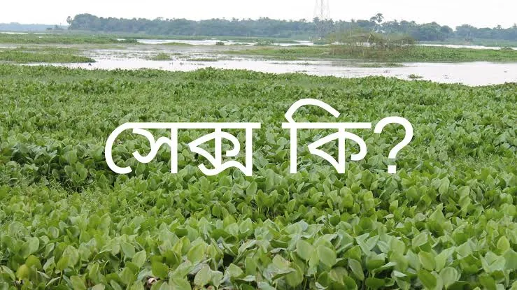 সেক্স কি