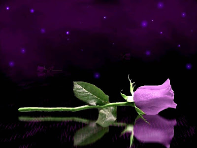 Purple Rose Normal Resolution HD Wallpaper 5