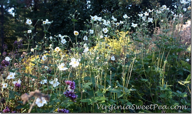 Fall Anemones1