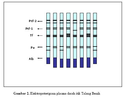 [itik+talang+benih+1.jpg]