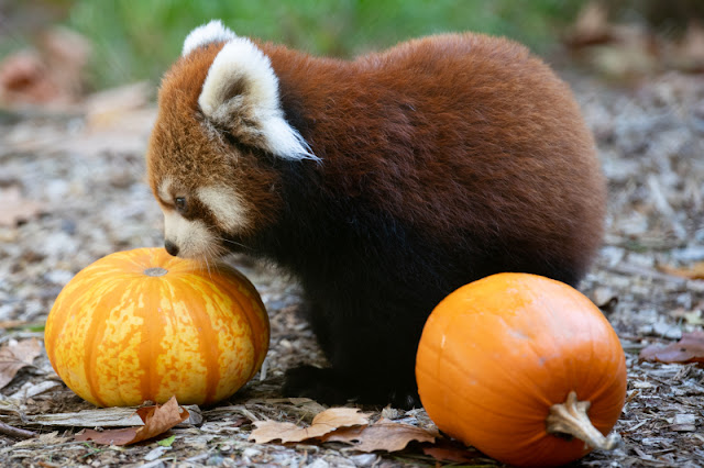 Red Panda - Panda Rojo