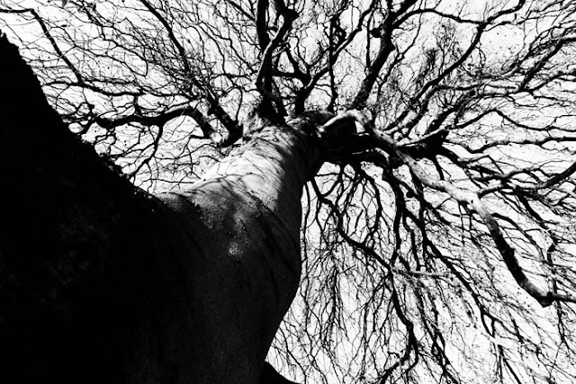 A very dense tree in a park in Nijmegen, Holland.