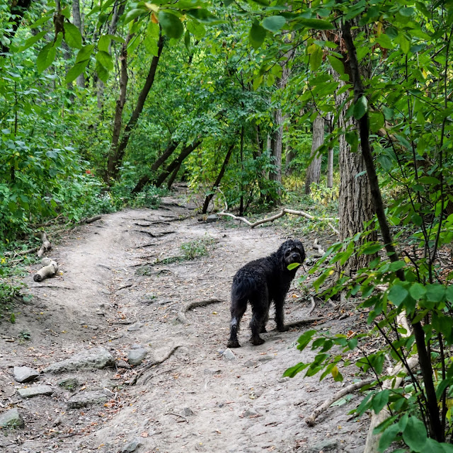 Trail from Todmorden Mills to Broadview Ave