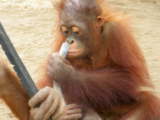 Monti investigating a tube filled with food