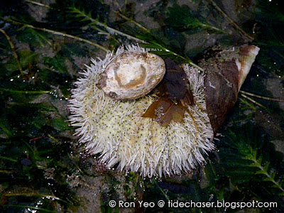 Salmacis Sea Urchin