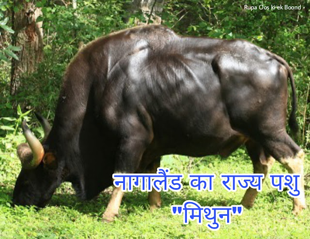 नागालैंड का राज्य पशु "गयाल या मिथुन" || State Animal of Nagaland "Mithun/Gayal"