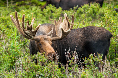 Bull Moose, Brainard Lake