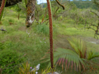 Lepisorus spicatus - Lépisore en épi