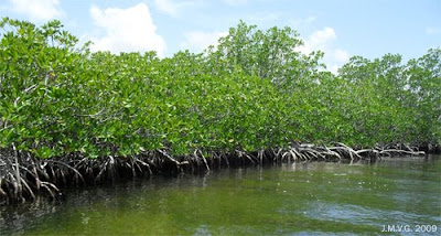 Manglar México