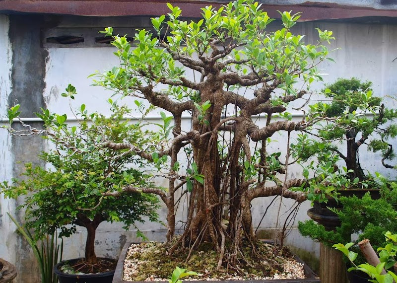 Top Bonsai Beringin, Konsep Terkini!